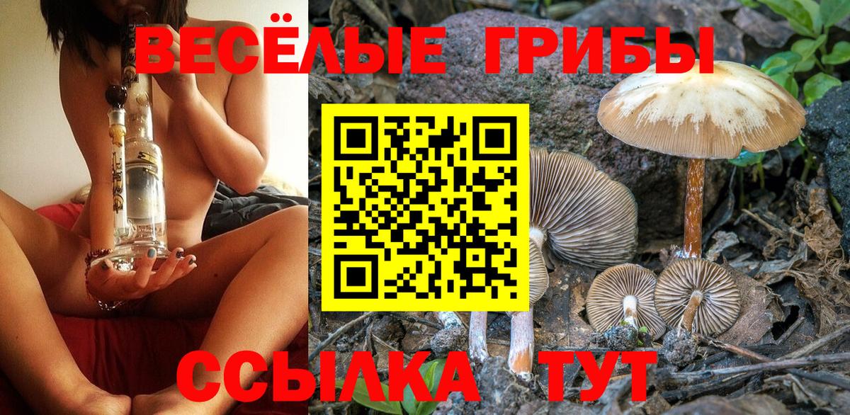 Мценск  Галлюциногенные грибы Psilocybine cubensis  наркотики  Псилоцибиновые грибы прущие грибы  Вход с VPN 